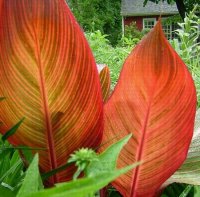 CANNA TROPICANNA RED