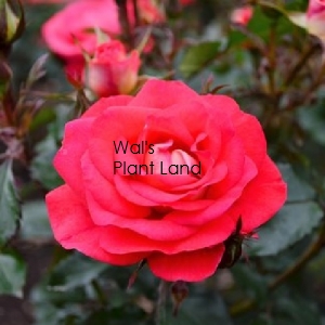 ROSE BUSH FIREBALL F