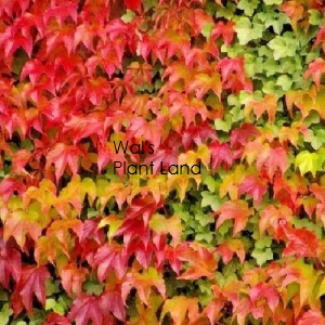 PARTHENOCISSUS TRI VEITCHEII