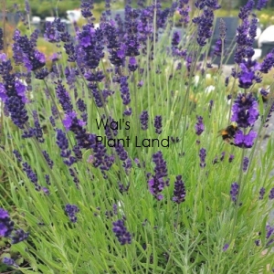 LAVENDER HIDCOTE