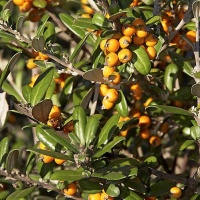 COROKIA YELLOW WONDER