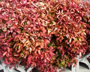 NANDINA FIREPOWER