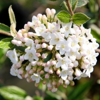 VIBURNUM BURKWOODII