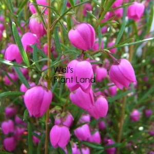 BORONIA HETEROPHYLLA