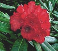 RHODODENDRON OLIN O DOBBS