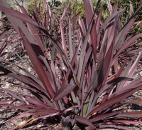 PHORMIUM TENAX