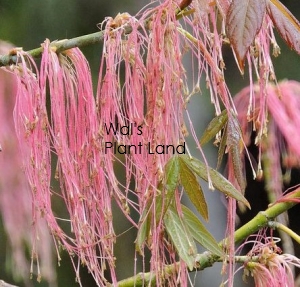 ACER NEGUNDO VIOLACEUM