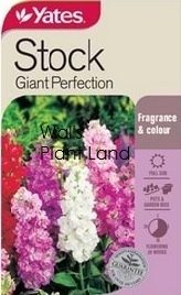 STOCK GIANT PERFECT SEED PACKET