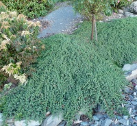 JUNIPERUS PROCUMBENS NANA