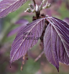 ACER NEGUNDO VIOLACEUM