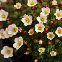 SAXIFRAGA TINKERBELL - WHITE