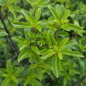 PITTOSPORUM TENU EMERALD LAKE