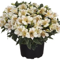 ALSTROEMERIA PRINCESS LILY FABIANA