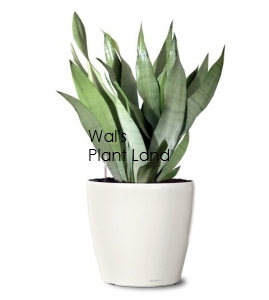 SANSEVIERIA MOONSHINE