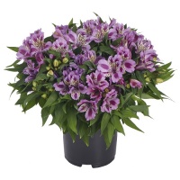 ALSTROEMERIA PRINCESS LILY MULAN