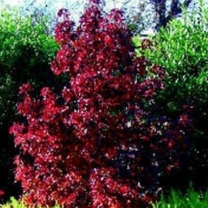 LIQUIDAMBAR RICHARED