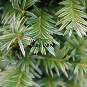 TAXUS BACCATA SEMPERAUREA