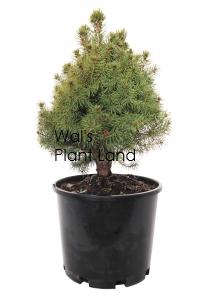 PICEA GLAUCA CONICA