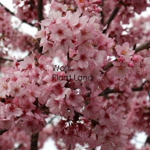 PRUNUS PINK CLOUD