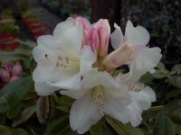 RHODODENDRON UNIQUE