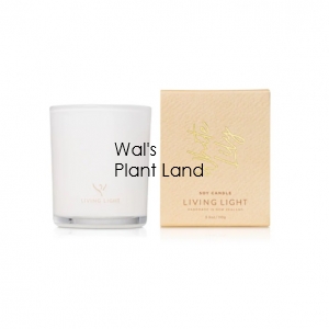 WHITE LILY SOY CANDLE - MINI LIVING LIGHT