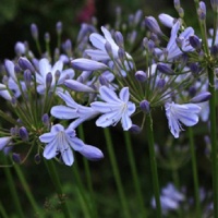 AGAPANTHUS STREAMLINE