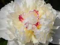 PAEONIA AVALANCHE (PEONY)