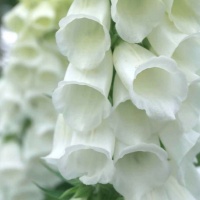 FOXGLOVE WHITE