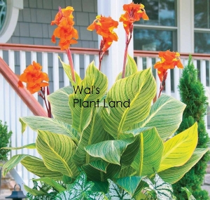 CANNA TROPICANNA GOLD