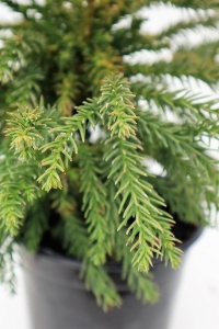 CRYPTOMERIA JAP LITTLEWORTH GNOME