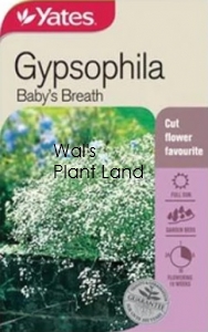 GYPSOPHILA BABY'S BREATH SEED PACKET