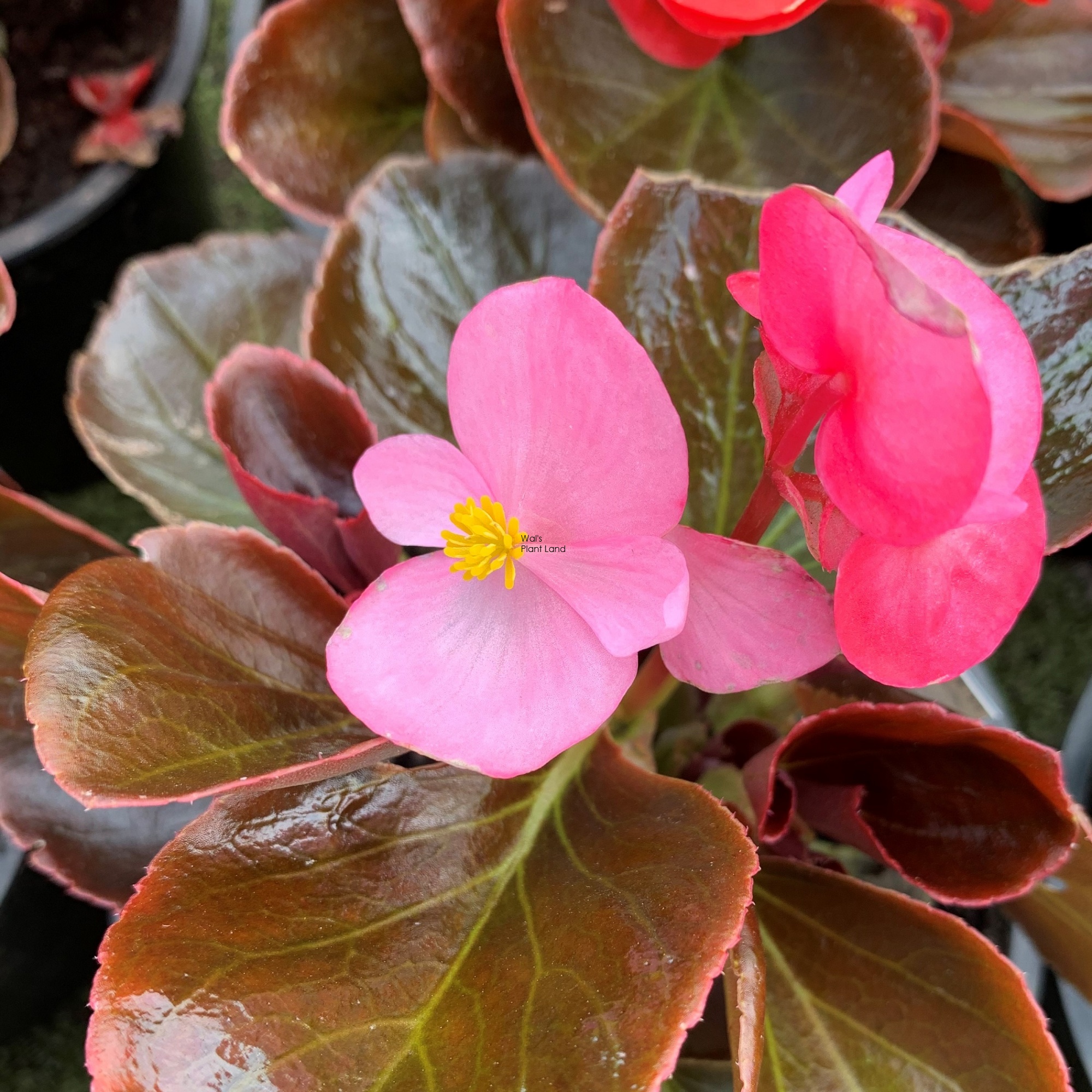 BEGONIA MIX - ASSORTED [BEGMIXASS1L] - $ : Wals Plant Land!, For all  your shrubs and trees at prices that please