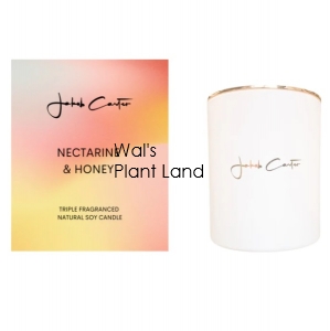 NECTARINE & HONEY SOY CANDLE