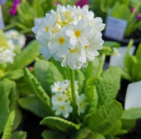 PRIMULA DENTICULATA SNOWBALL (LOLLIPOP)