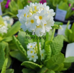 PRIMULA DENTICULATA SNOWBALL (LOLLIPOP)