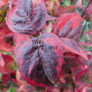 CORNUS CHEROKEE SUNSET