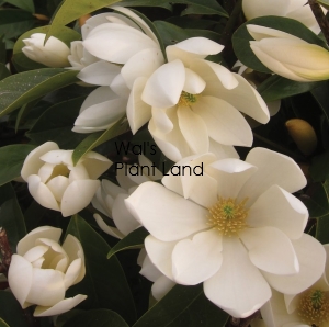 MICHELIA FAIRY MAGNOLIA CREAM