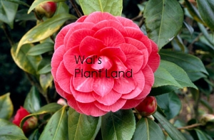 CAMELLIA C.M.HOVEY