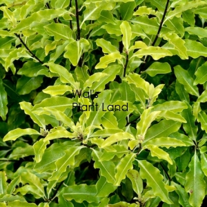 PITTOSPORUM TENUIFOLIUM (BLACK MATIPO)