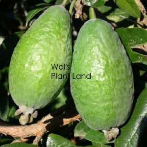 FEIJOA APOLLO