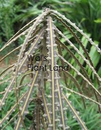 PSEUDOPANAX FEROX (LANCEWOOD)