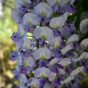 WISTERIA RUSSELLIANA