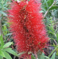 CALLISTEMON RED CLUSTER