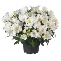 ALSTROEMERIA PRINCESS LILY CLAIRE