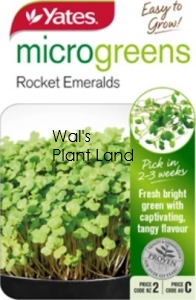 MICROGREEN ROCKET SEED PACKET