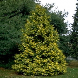 THUJA PLICATA 'VERVANEANA'