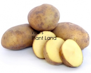 POTATOES SEED AGRIA 3KG BAG