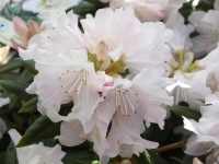 RHODODENDRON DORA AMATEIS