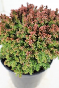 CRYPTOMERIA JAP COMPRESSA