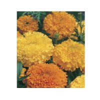 MARIGOLD CRACKERJACK SEED PACKET